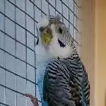 Unser Tony