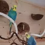 Alfred und Parcival
