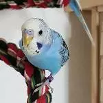 Galahad, der Neugierige