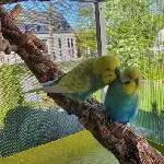 Kuscheln in der Fenster-Voliere