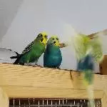 Schau ! Ein Engel !
