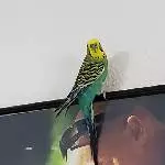 Ich rück dann mal die Bilder grade, Frauchen !