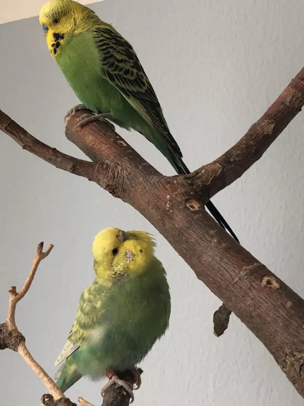 Wellensittich-Bild: Luna ist ganz interessiert an Kiwi und hat kurz darauf mal am Bürzel geknabbert!
