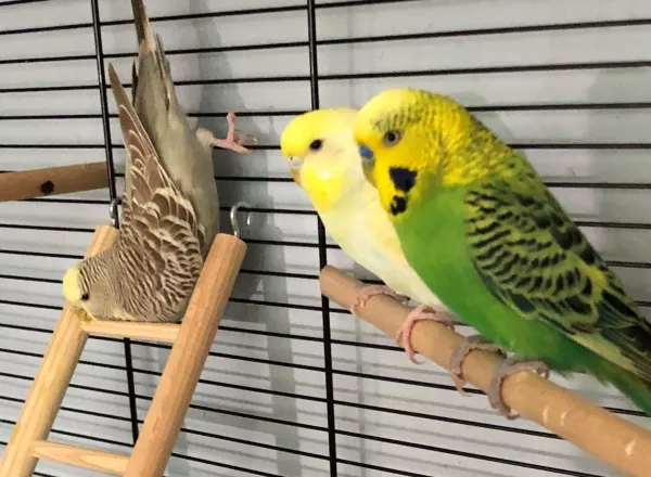 Wellensittich-Bild: Unsere Coco sitzt immer äußerst kurios da - ob auf der Leiter oder zwischen einer Astgabel. Sie ist unsere kleine, süße Chaotin!