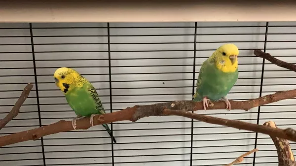 Wellensittich-Bild: Kiwi und Luna sind erst seit kurzem zusammen und trauen sich wohl noch nicht so recht, einander kennenzulernen.