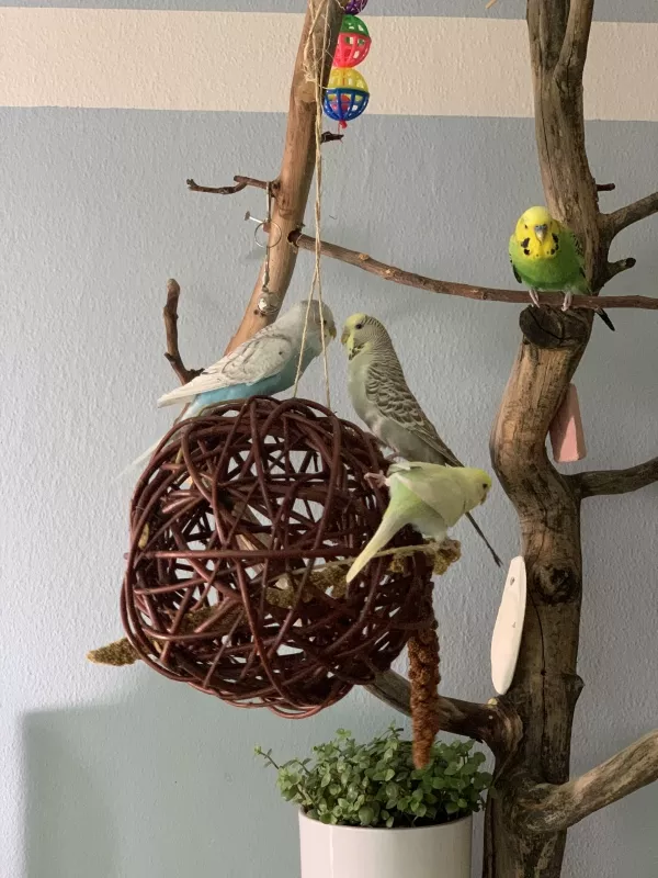 Wellensittich-Bild: Die Kugel wurde gleich mal in Beschlag genommen - die Wellis lieben sie!