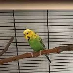 Kiwi und Luna in der Kennenlernphase