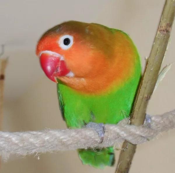 Wellensittich-Bild: Peaches