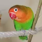 Peaches