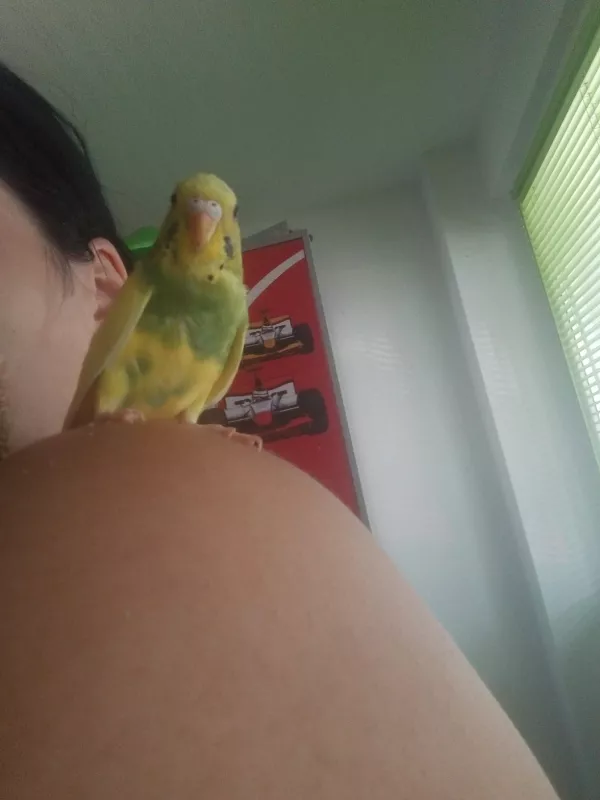 Wellensittich-Bild: Guck guck :) 