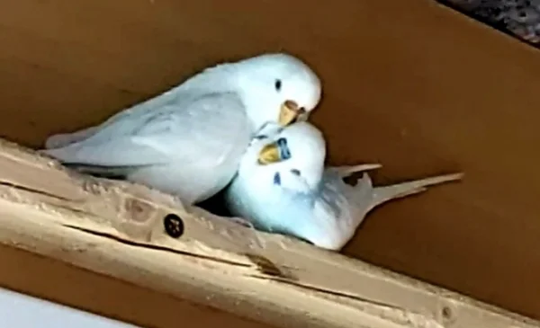 Wellensittich-Bild: Hänni und Nico