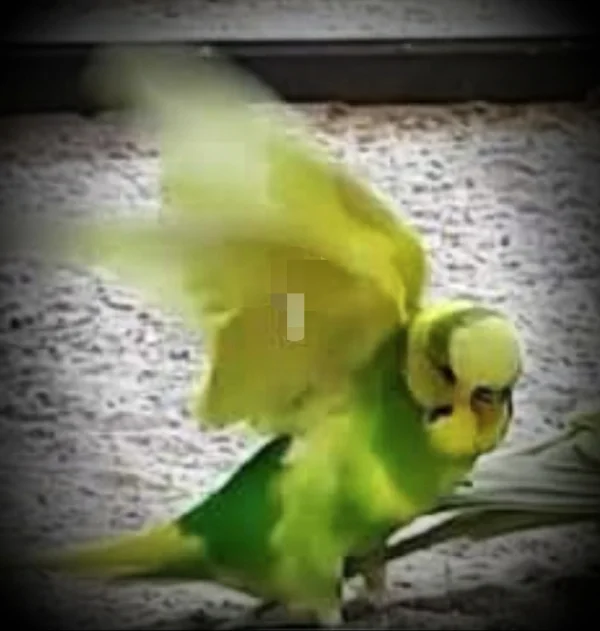 Wellensittich-Bild: Das ist mein Elvis