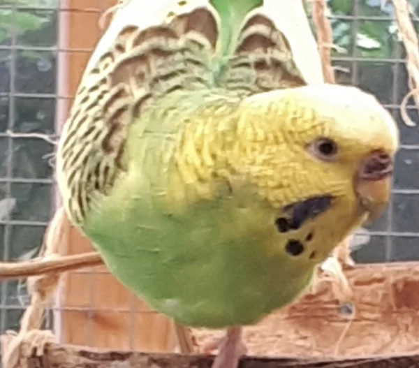 Wellensittich-Bild: Das ist meine Charlie