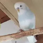 Der kleine Nico