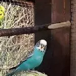 Der Krümel