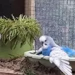 Blue badet