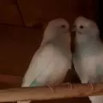 Vico und Nico haben wichtiges zu bereden