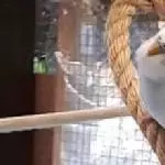 Und der kleine Vico