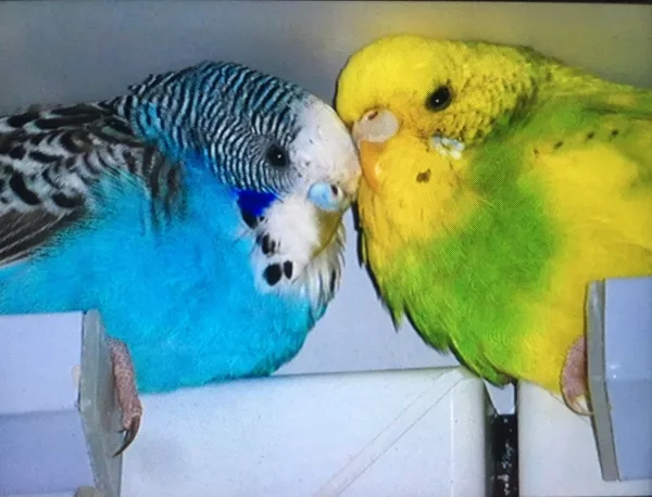 Wellensittich-Bild: Mickey und Nelly während der Mittagspause am kuscheln :) 