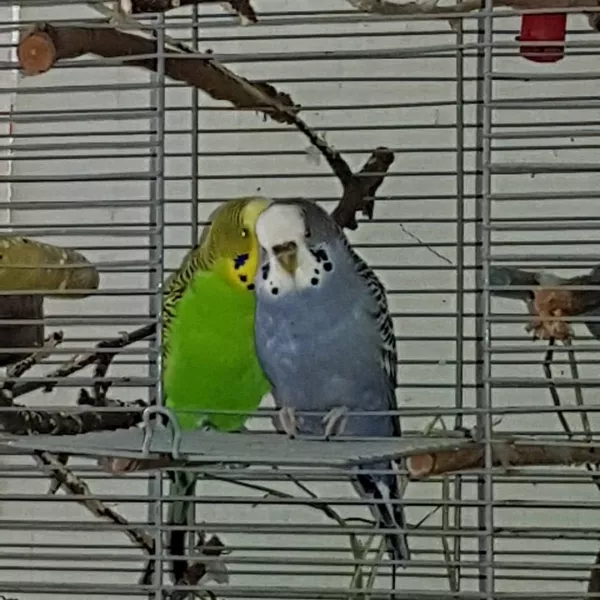 Wellensittich-Bild: ❤❤❤