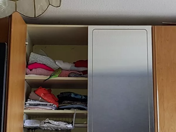 Wellensittich-Bild: Sie werden immer mutiger 