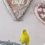 Unser neuer Liebling, Hansi der Zweite