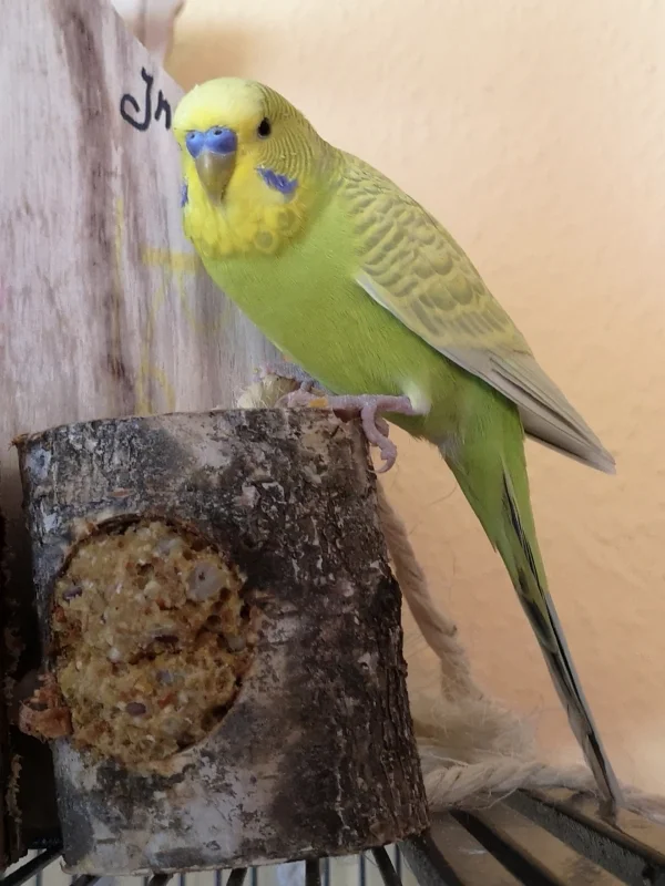 Wellensittich-Bild: Meins! 