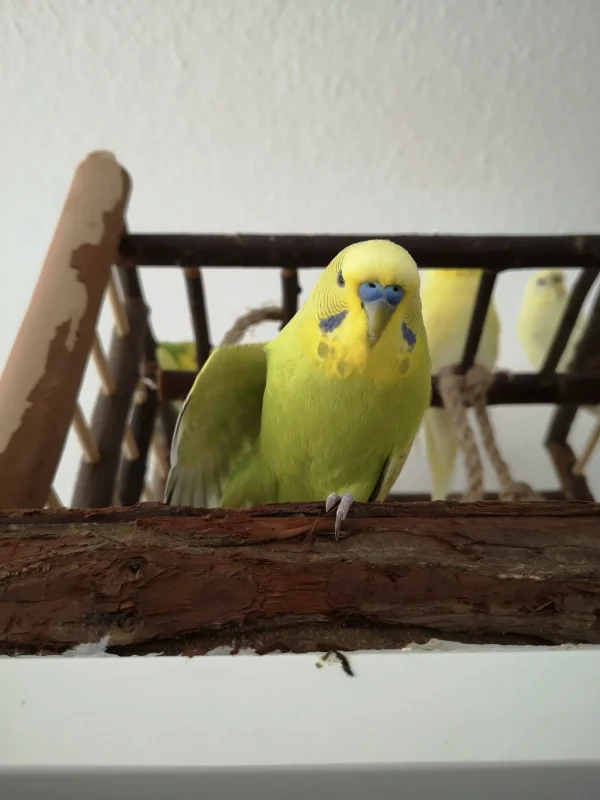 Wellensittich-Bild: Samy stets entspannt