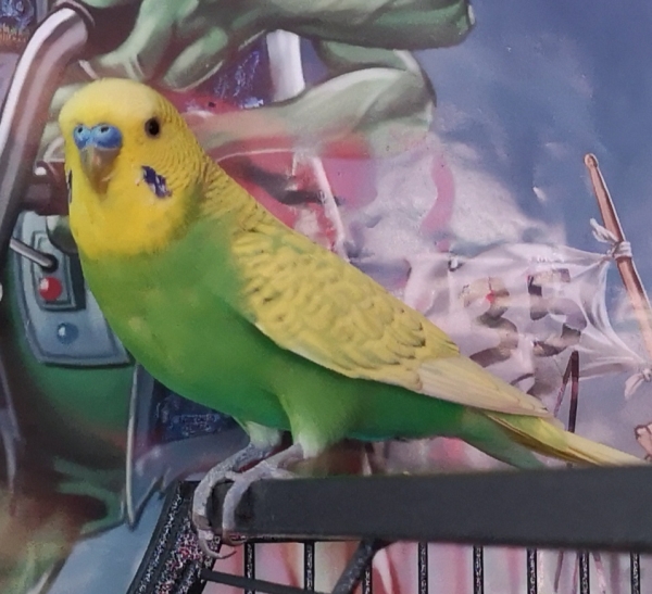 Sid
