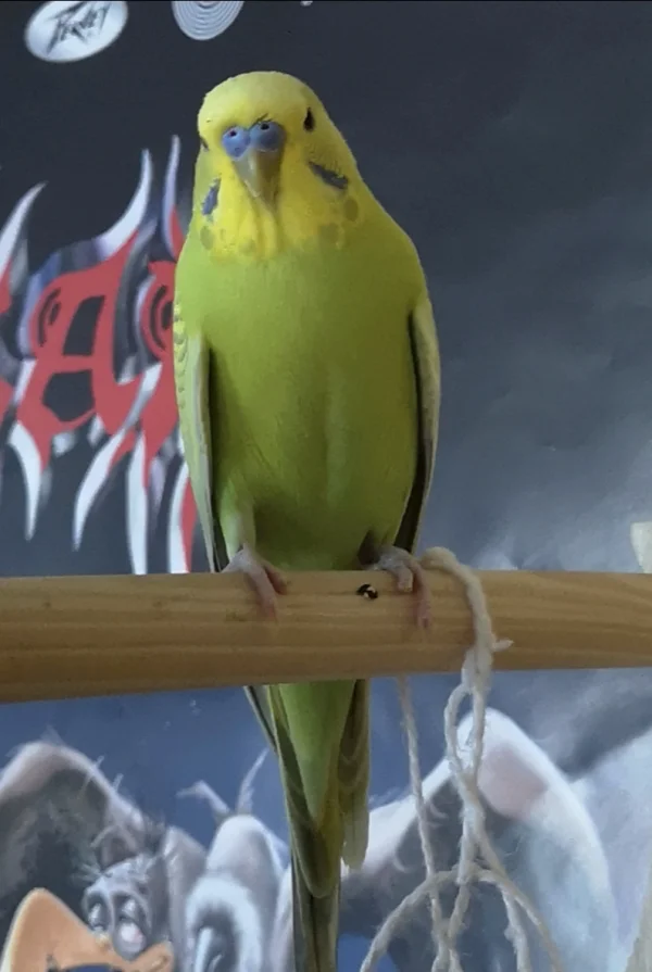 Wellensittich-Bild: Ja, ich bin süß! Aber schon wieder ein Foto?!