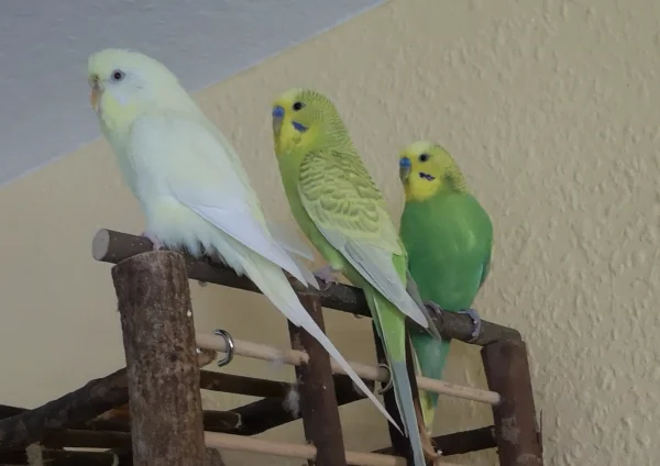 Wellensittich-Bild: Sid, Sam und Bine (von rechts nach links) 