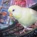 Bine hat alles im Blick