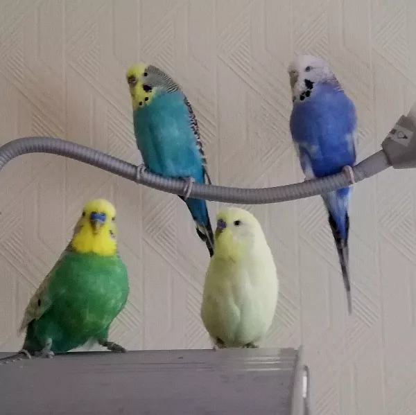Wellensittich-Bild: Henri, Sally, Miley und Piddy