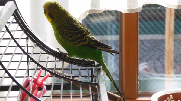 Mucki