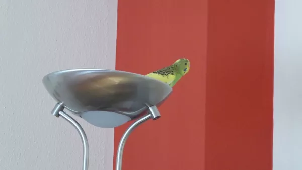 Wellensittich-Bild: Beim ersten Erkunden des neuen Zuhauses wurde auch die Lampe nicht ausgelassen.