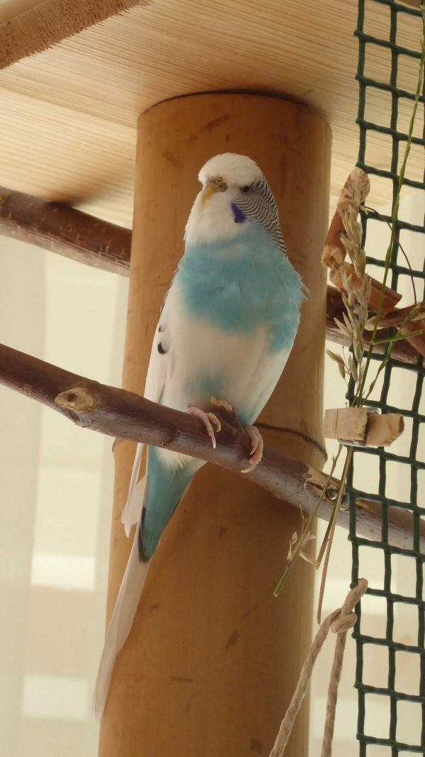 Sophie