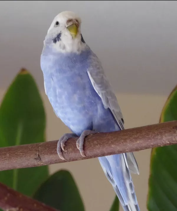 Wellensittich-Bild: Kikki bei ihrem ersten Freiflug nach 5 Jahren Käfighaltung