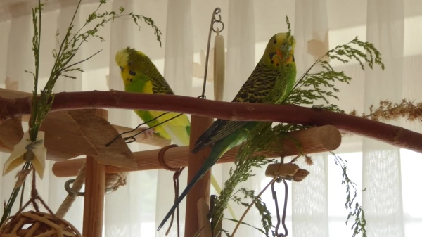 Wellensittich-Bild: Kiwi versteckt sich hinter den Gräsern.