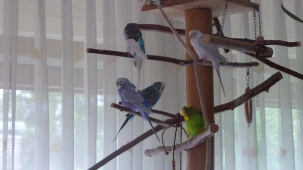 Wellensittich-Bild: Nanni oben rechts, Max unten Mitte und Rikki der einzige Grüne.
