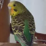 Kiwi Portrait