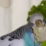 nichts schmeckt besser