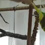 Quatschvogel Rikki