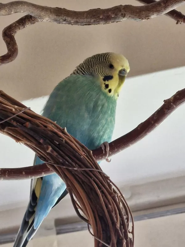 Wellensittich-Bild: Fiete ist ein sehr interessierter Vogel. Kann leider nicht so weit fliegen wie sein Partner Karlchen.