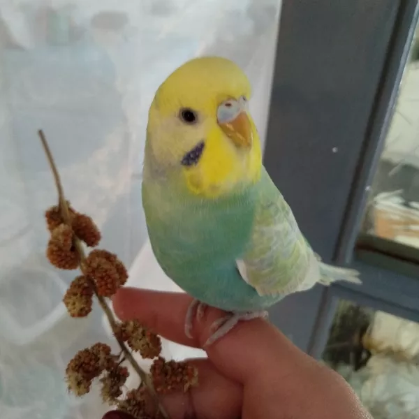 Wellensittich-Bild: Jade beim Freiflug