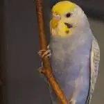 süße Melody 