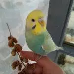 Meine Jade
