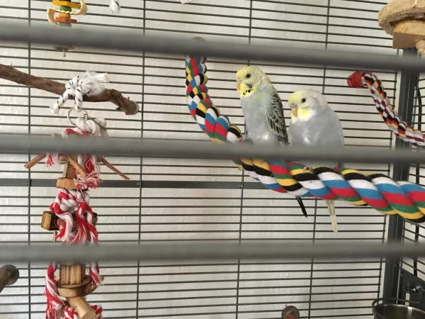 Wellensittich-Bild: Yoshi und Punker haben sich langsam an ihr neues Zuhause gewöhnt