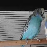 Billy und Ricky