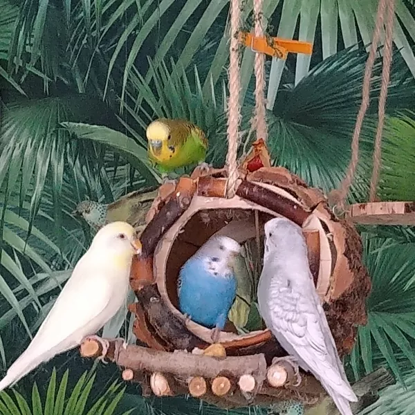 Wellensittich-Bild: Kiwi von oben mustert Filou (links) Dolly und Flocke. (rechts)
Eigentlich wollten die zwei Pärchen in den Dschungel fliegen, aber vorher wird erstmal die Reiseroute festgelegt!