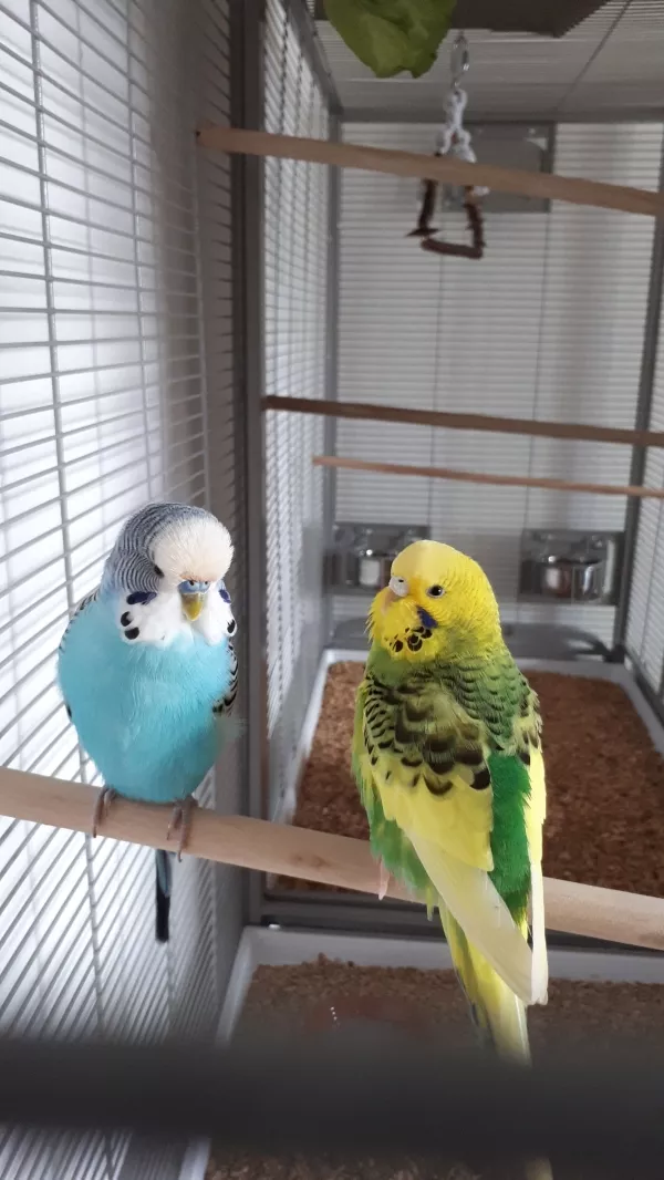 Wellensittich-Bild: Bragi und Ipanema in ihrem neuen Zuhause